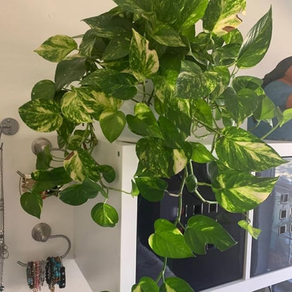 Live Pothos Plant, Pothos Live Plant from 5 to 7 Inc Tall, Houseplant Plant Gardening, 4 Inc Pot (Golden)