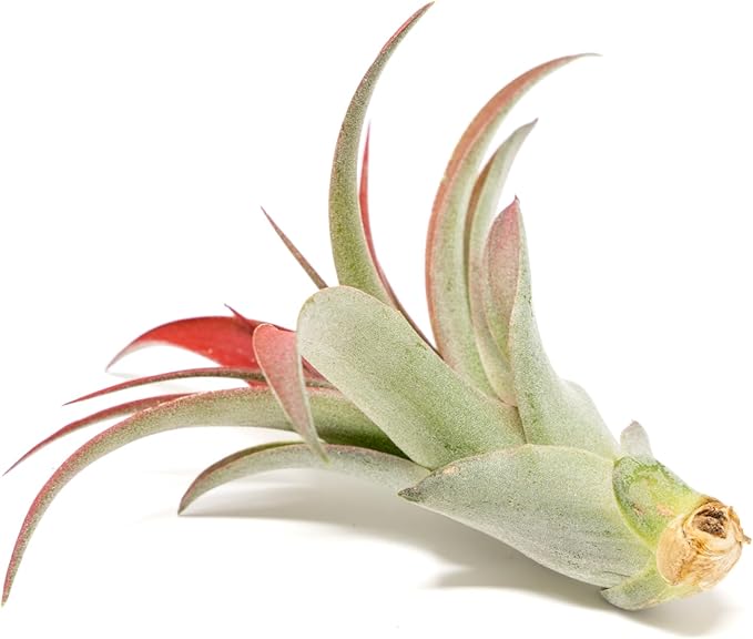 Red Colorful Tillandsia Air Plants - Long Lasting Color Enhanced Live Tillandsia Succulent House Plants - Home and Garden Decor - Easy Care Indoor/Outdoor Plants (Brachycaulos Abdita, Pack of 3)