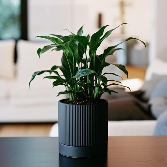 6 Inch Ceramic Plant Pot with Drainage & Saucer - Indoor Planter for Succulents, Cacti & Aloe Vera - Striped Design, High-Temp Fired Clay, Lightweight Modern Decor