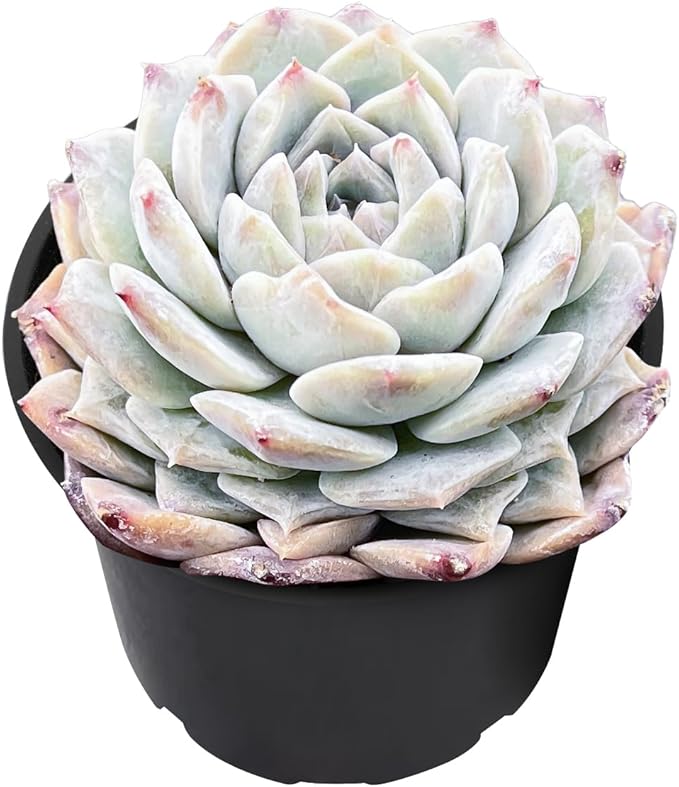 2" Live Succulent Plants Pachyveria 'BubbleCandy', Mini Potted Succulents, Easy Care Indoor Houseplant, Unique Gifts, Home Office Décor