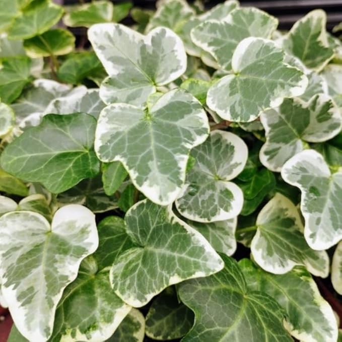 Live English Ivy Plant, Live Indoor Houseplant 4 Inch Pot, Hardy Groundcover, Trailing, Climbing Plants - Variegated White Ivy