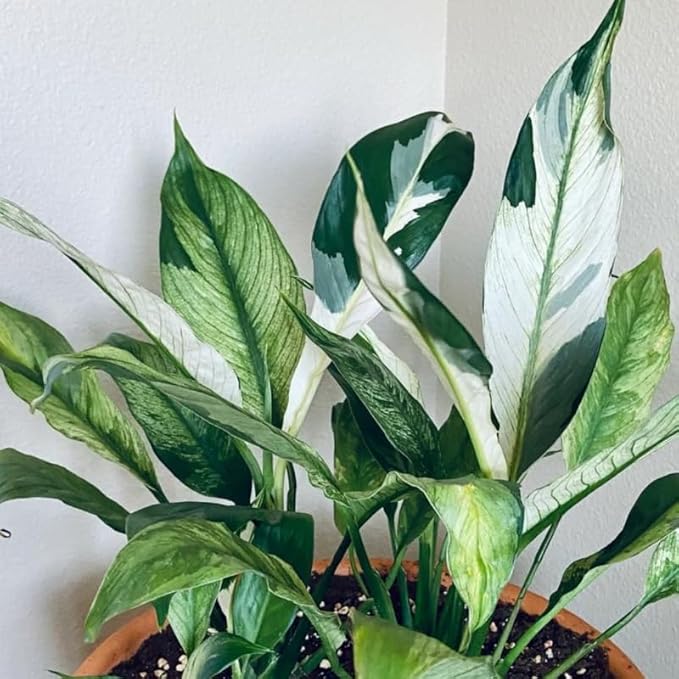 Set 2 Variegated Peace Lily Plants Indoor Live Plant, White Lily Flower Plant Live for Houseplant, 4 to 8 Inc Lily Plant for Indoor Outdoor Planting