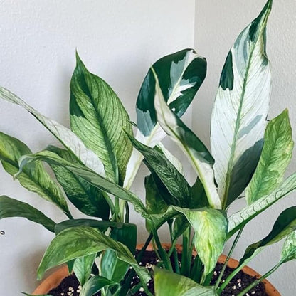 Set 2 Variegated Peace Lily Plants Indoor Live Plant, White Lily Flower Plant Live for Houseplant, 4 to 8 Inc Lily Plant for Indoor Outdoor Planting