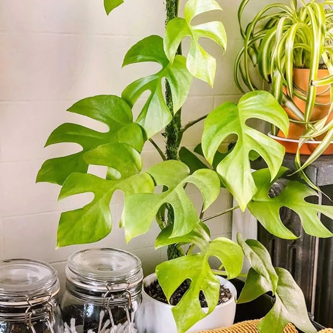 2 Rare Philodendron Live Plants Varieties Collection, Philodendrons Plants Size 5-9 Inc for Indoor Houseplant Décor, Ornamental Tropical Well-Rooted (Mini Monstera)