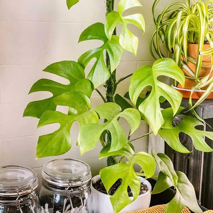 2 Rare Philodendron Live Plants Varieties Collection, Philodendrons Plants Size 5-9 Inc for Indoor Houseplant Décor, Ornamental Tropical Well-Rooted (Mini Monstera)