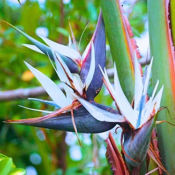 Bird of Paradise Plant Live Houseplant, 5 to 10 Inches Tall, Tropical Strelitzia Reginae Bird of Paradise Bush Live Plant (White Bird of Paradise)