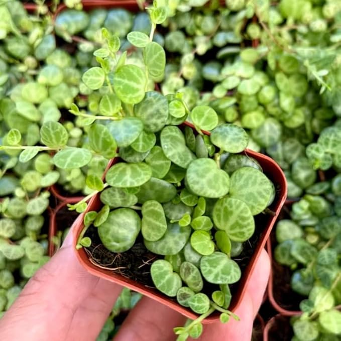 String of Turtles Plant Live, Rare Succulent Trailing Vine in Pot, Indoor Houseplant