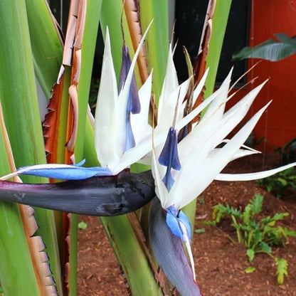 Bird of Paradise Plant Live Houseplant, 5 to 10 Inches Tall, Tropical Strelitzia Reginae Bird of Paradise Bush Live Plant (White Bird of Paradise)