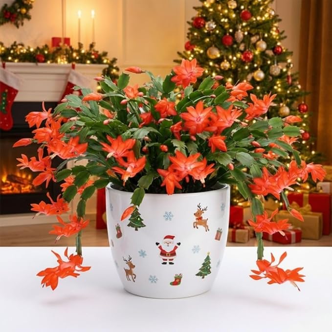 Christmas Cactus Live Plant 4 inch Pot, Christmas Flower Plant, Flower Succulents Plants, Holiday Christmas Cactus for Planting (Orange Christmas Cactus)