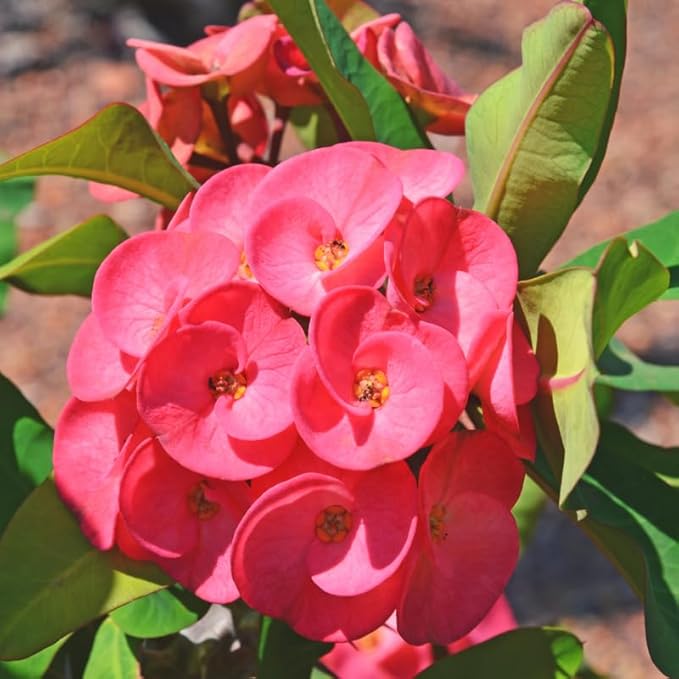 Pink Crown of Thorns Plant, 5-8" Euphorbia Milii Plant, Crown of Thorns Plants Live for Planting Outdoors Indoors, Well Rooted, No Pot