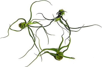 ragnaroc Air Plants - Flowering Tillandsia Bulbosa Guatemala, Large 3-5" - 3ct - Live Arrival Guaranteed - House Plants for Home Decor & Gift