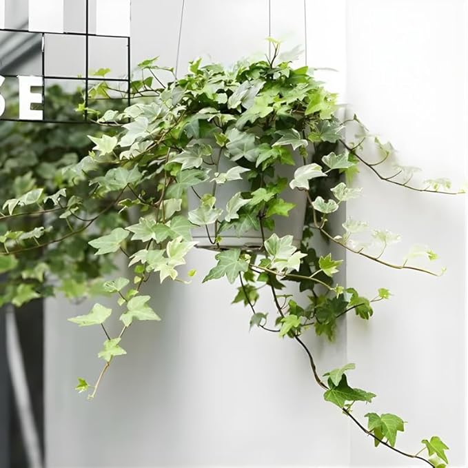 Green English Ivy Live Plant in 4 Inch Pot | Classic English Ivy Indoor Plant with Green Foliage | Easy-Care Trailing Houseplant for Shelves, Desks, Hanging Baskets & Home Décor