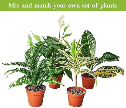 English Ivy Glacier Live Plant for Indoor | Different Houseplants in 3'' Pot | Real House Plant for Living Room, Office, Desk & Bathroom | English Ivy | Common Ivy