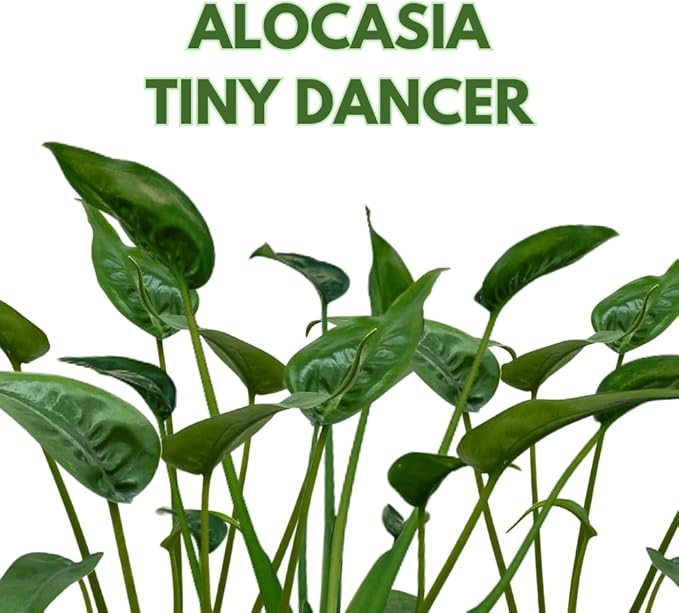 BubbleBlooms Alocasia 'Tiny Dancer' in a 4 inch Pot