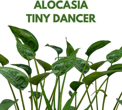 BubbleBlooms Alocasia 'Tiny Dancer' in a 4 inch Pot