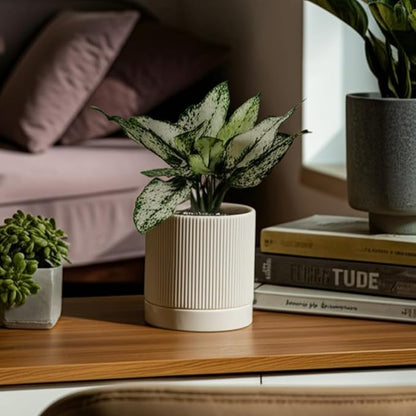 6 Inch Ceramic Plant Pot with Drainage & Saucer - Indoor Planter for Succulents, Cacti & Aloe Vera - Striped Design, High-Temp Fired Clay, Lightweight Modern Decor White