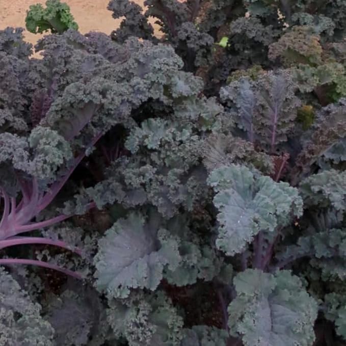 2 Pots Red Kale Plants, 4 Inch Pot Kale Plants Live for Planting Indoor Outdoor Home Garden, Containers, Live Vegetables Plant