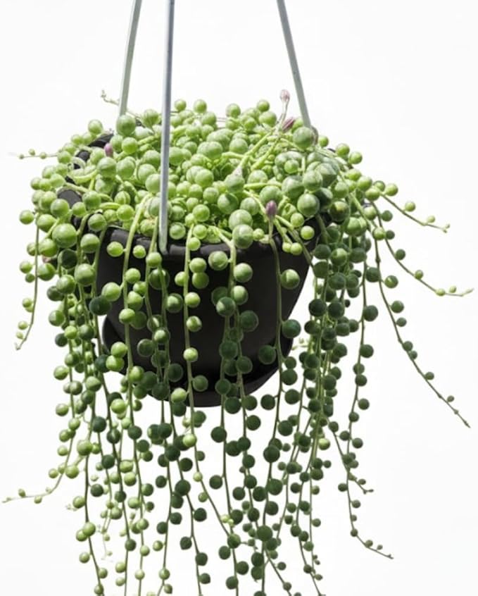 String of Pearls Plant Live Succulent 4 Inch Pot, Variegated String of Pearls Hanging Plant for Home Office Decor, Rare Succulent Trailing Vine, 4-7 Inch Tall