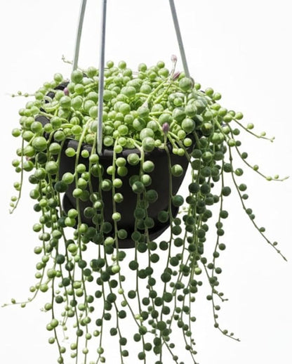 String of Pearls Plant Live Succulent 4 Inch Pot, Variegated String of Pearls Hanging Plant for Home Office Decor, Rare Succulent Trailing Vine, 4-7 Inch Tall
