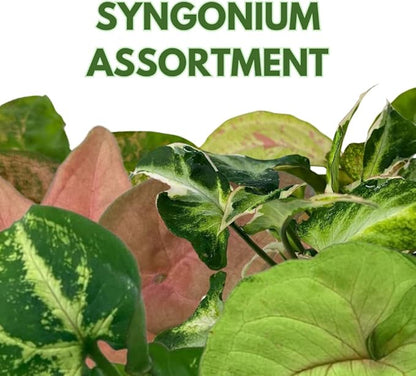 BubbleBlooms Syngonium Assortment 4 inch Pots Set of 3