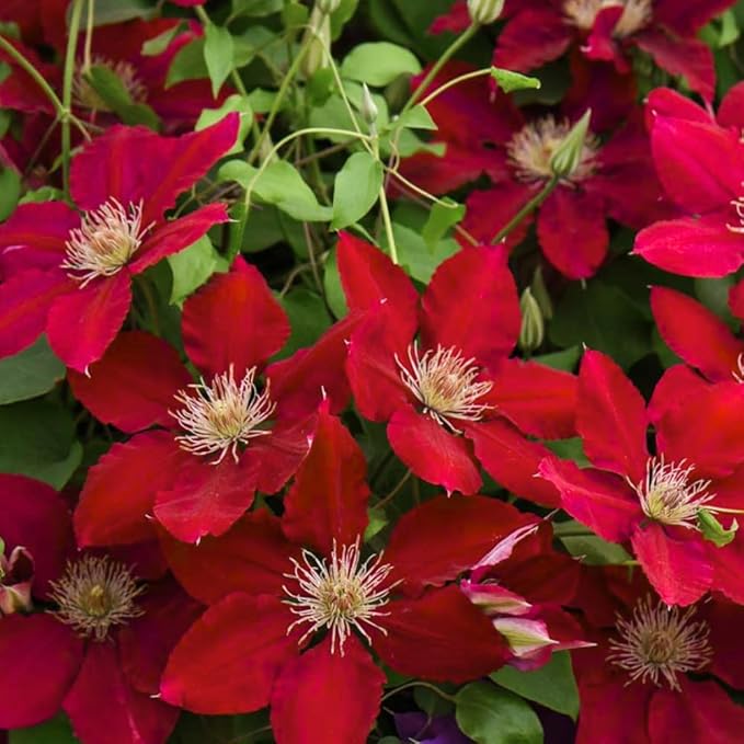 Red Clematis Vine Plant, Clematis Vine with Large Blooms Perennial, 2.5 Inc Pot for Outdoor Planting