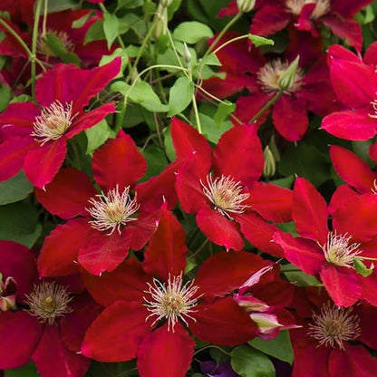 Red Clematis Vine Plant, Clematis Vine with Large Blooms Perennial, 2.5 Inc Pot for Outdoor Planting