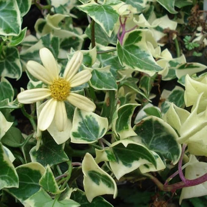 Live English Ivy Plant, Live Indoor Houseplant 4 Inch Pot, Hardy Groundcover, Trailing, Climbing Plants - Variegated Cream Ivy