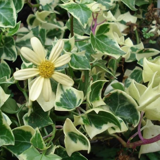 Live English Ivy Plant, Live Indoor Houseplant 4 Inch Pot, Hardy Groundcover, Trailing, Climbing Plants - Variegated Cream Ivy