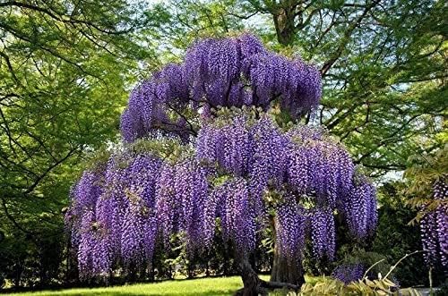 Purple Chinese Wisteria Tree - 6-12" Tall Seedling - 2.5" Pot - Live Plant - Wisteria sinensis