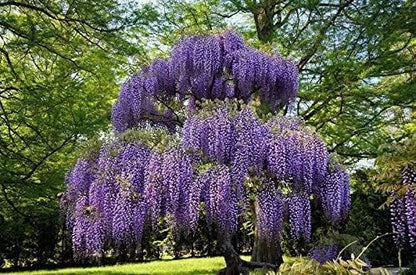 Purple Chinese Wisteria Tree - 6-12" Tall Seedling - 2.5" Pot - Live Plant - Wisteria sinensis