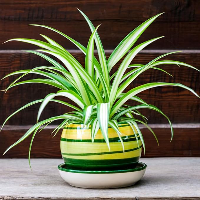 Curly Spider Plant Live in 4 Inch Pot, Air Purifying Houseplant, Tropical Plants for Home Office Decor, 4-7 Inch Tall, Variegated Curly Spider