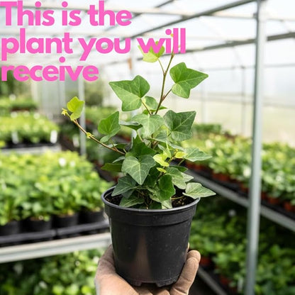 Green English Ivy Live Plant in 4 Inch Pot | Classic English Ivy Indoor Plant with Green Foliage | Easy-Care Trailing Houseplant for Shelves, Desks, Hanging Baskets & Home Décor