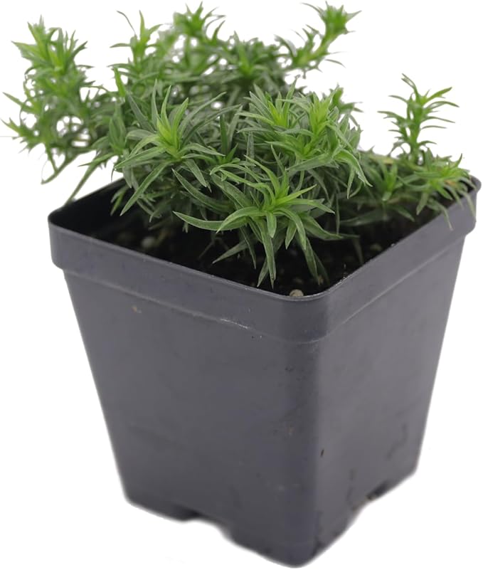 Greenwood Nursery: Live Ground-Cover Plants - White Creeping/Moss Phlox + Subulata - [Qty: 3X Pint Pots] - (Click for Other Available Plants/Quantities)