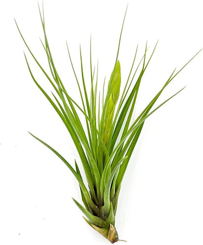 Air Plants - Flowering Tillandsia Melanocrater Tricolor, Large 5" - 2ct - Live Arrival Guaranteed - House Plants for Home Decor & Gift