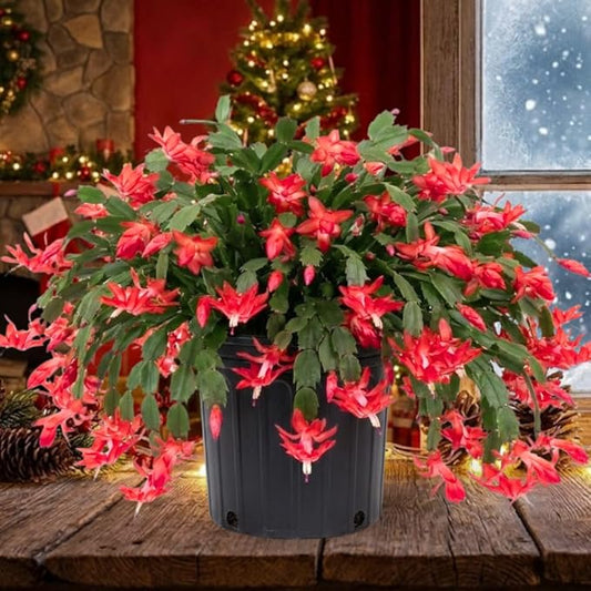 Red Christmas Cactus Plants Live in 4 Inch Pot, Perennial Christmas Thanksgiving Cactus Plants Potted, Vibrant Flower Holiday Houseplant Indoors Outdoors
