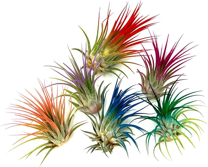 ragnaroc Air Plants - Tillandsia Ionantha, Regular 2-3" - 1ct - Organically Enhanced Color - Live Arrival Guaranteed - House Plants for Home Decor & Gift, Peacock