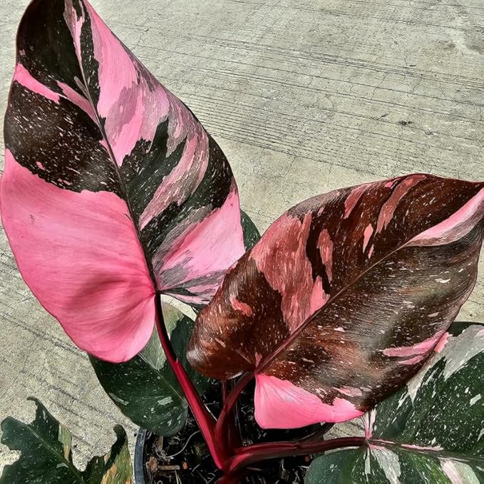 Philodendron Pink Princess Plants | Pink Princess Plant Live Houseplant in 4” Inch Pot | Easy-Care Indoor Plant for Shelves, Desks & Modern Spaces