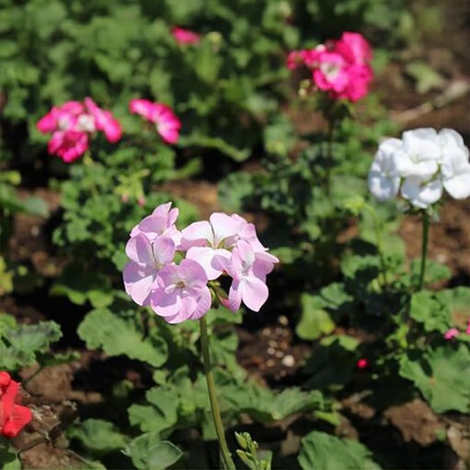 Park Seed Geranium Flowering Plant Seeds, Pinto Premium Lavender Variety with Fragrant 5–6 Inch Bloom Heads, Compact and Heat-Resistant, Pack of 10