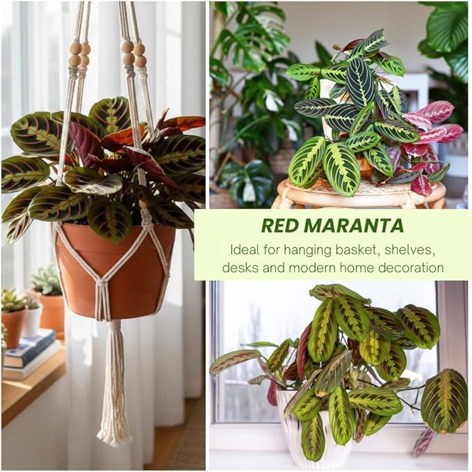 Red Prayer Plant in 4 Inches Pot, Red Maranta Starter Plant, Easy Care, Houseplant for Office, Living Room Decoration