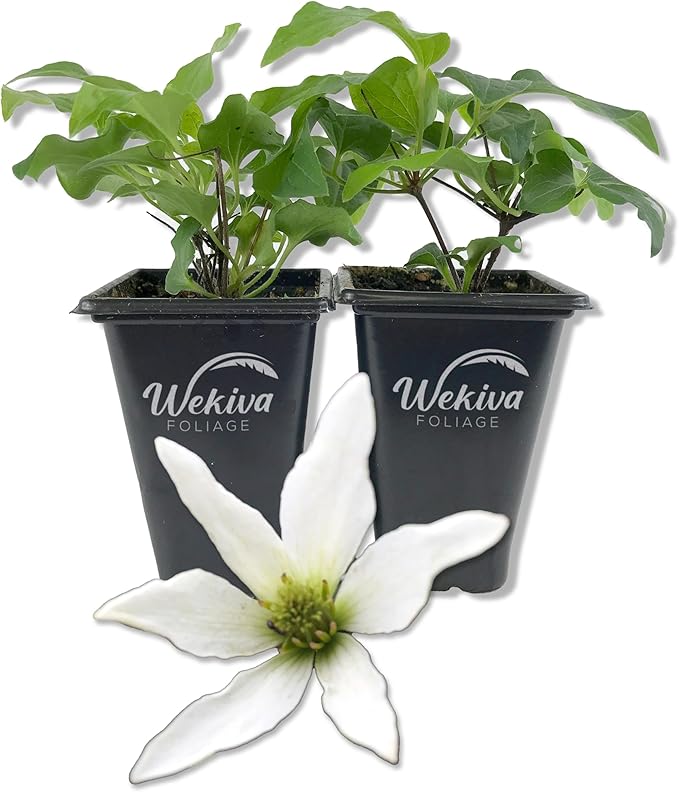 Clematis Sweet Autumn Paniculata - 2 Live Starter Plants in 2 Inch Growers Pots - Starter Plants Ready for The Garden - Rare Clematis for Collectors