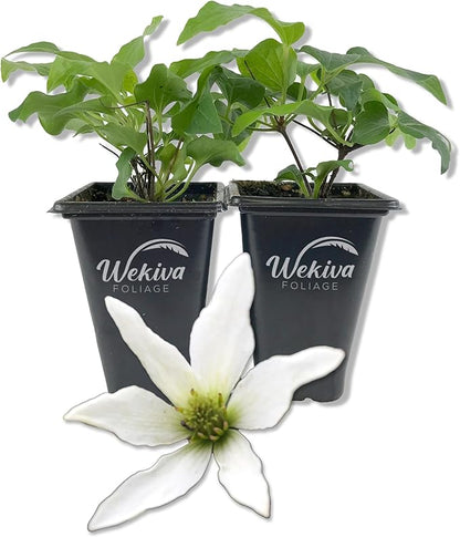 Clematis Sweet Autumn Paniculata - 2 Live Starter Plants in 2 Inch Growers Pots - Starter Plants Ready for The Garden - Rare Clematis for Collectors