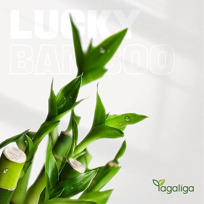 Lucky Bamboo 3-Stalk Set with Pebbles in Elephant Gold Ingot Pot – 6'' 6'' 8'' Live Plant for Wealth and Prosperity