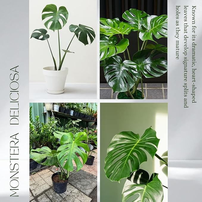 Monstera Deliciosa Plant Live, Swiss Cheese Plant, Split Leaf Indoor Plants Live Houseplants, 4 Inc Pot