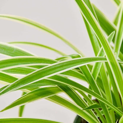 Spider Plant Reverse Live Plant for Indoor | Different Houseplants in 3'' Pot | Real House Plant for Living Room, Office, Desk & Bathroom | Spider Plant | Airplane | Spider Ivy