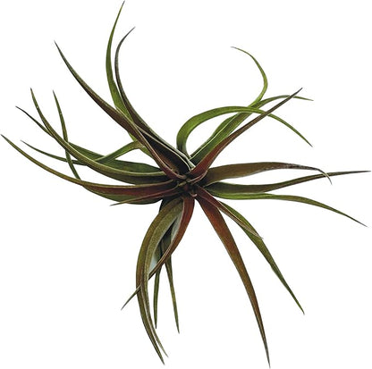 ragnaroc Air Plants - Tillandsia Brachycaulos Abdita, Large 4-6" - 1 ct - Live Arrival Guaranteed - House Plants for Home Decor & Gift