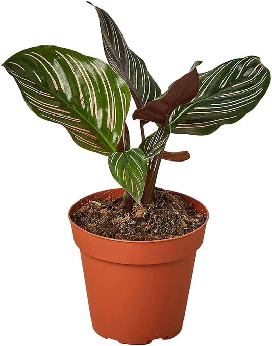 Calathea Ornata Live Plant for Indoor | Different Houseplants in 4'' & 6'' Pot | Real House Plant for Living Room, Office, Desk & Bathroom | Peacock Plant | Zebra Plant