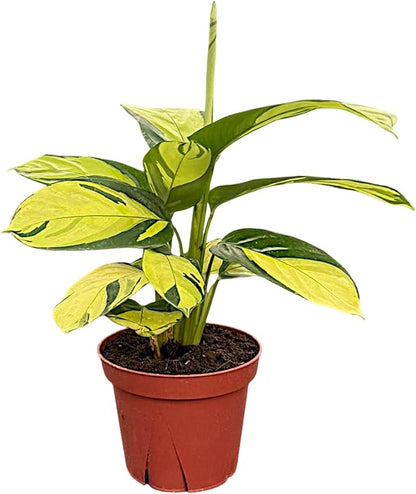 Calathea Pilosa – Live Plant in 4" Grower’s Pot, Easy to Grow Low Maintenance Indoor Houseplant, Includes UniHeat Pack for Winter Protection