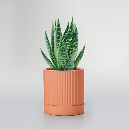 Small Modern Terracotta Pots, 4.2 Inch Ribbed Textured Clay Planter Pots with Drainage Hole & Saucer, Garden Pots for Indoor Plants Succulent, Cacti & Fern