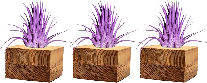 Air Plants - Tillandsia Ionantha - Organically Enhanced Color - Live Arrival Guaranteed - House Plants for Home Decor & Gift (3pk Lavender Tan Singles)