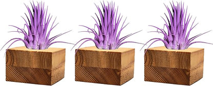 Air Plants - Tillandsia Ionantha - Organically Enhanced Color - Live Arrival Guaranteed - House Plants for Home Decor & Gift (3pk Lavender Tan Singles)